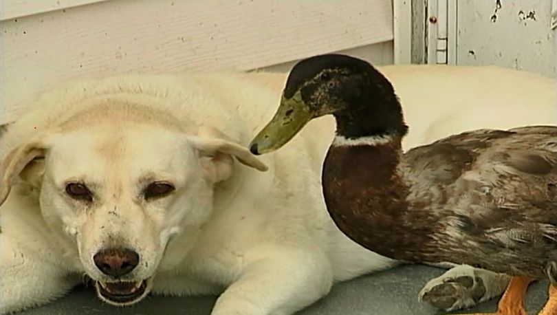 RETRO FIND: Adorable dog and duck are BFFs
